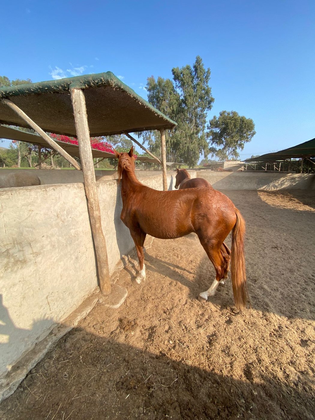 Boxes de la hacienda con techos de malla y caballos de paso