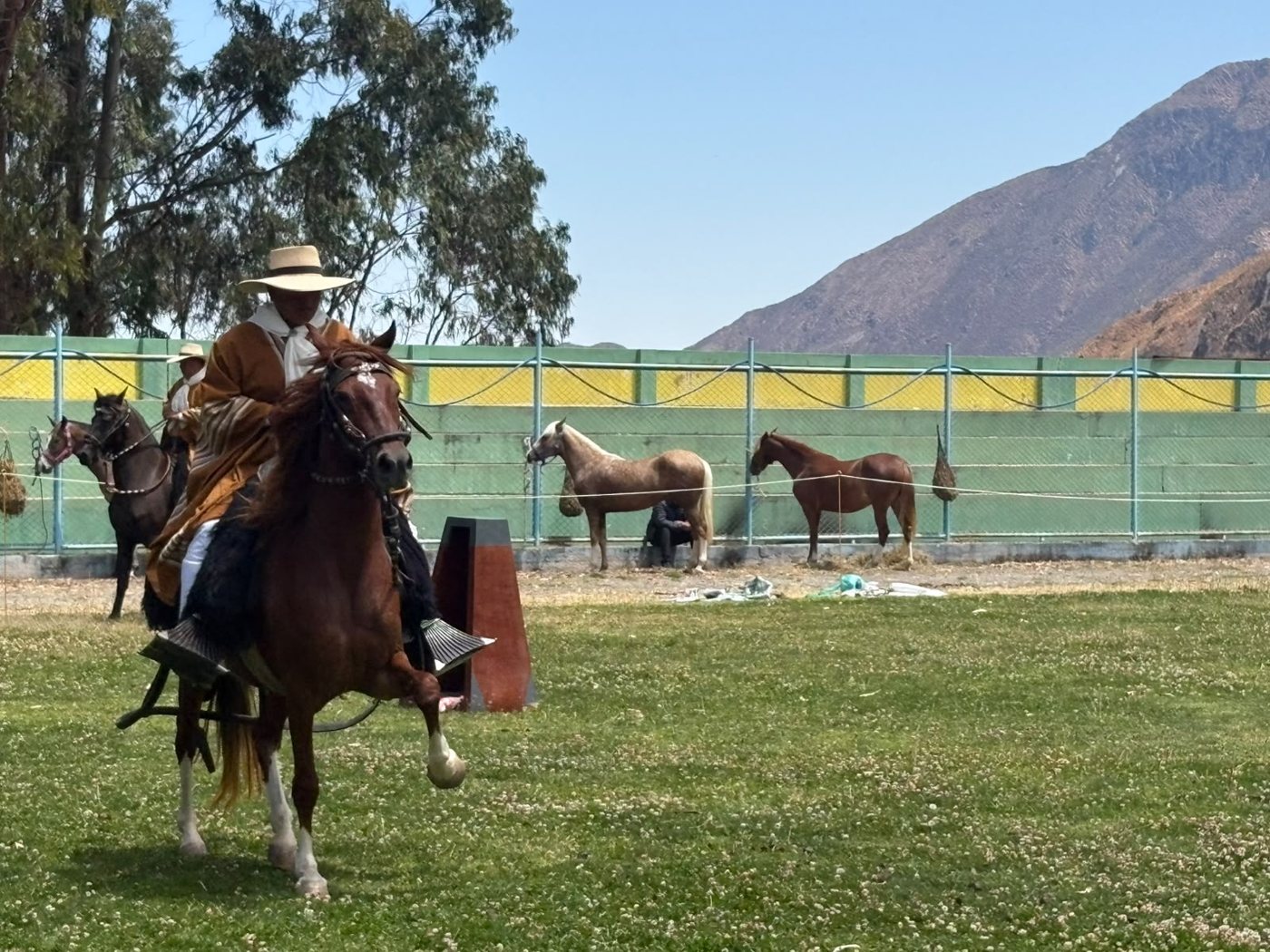 Chalán con poncho en concurso de caballos de paso