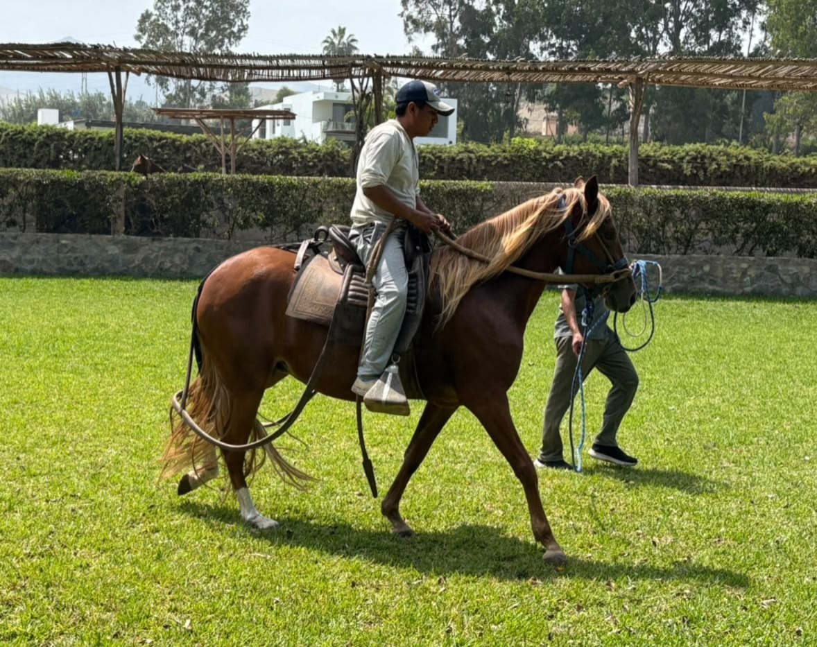 Chalán trabajando un caballo de paso en la hacienda