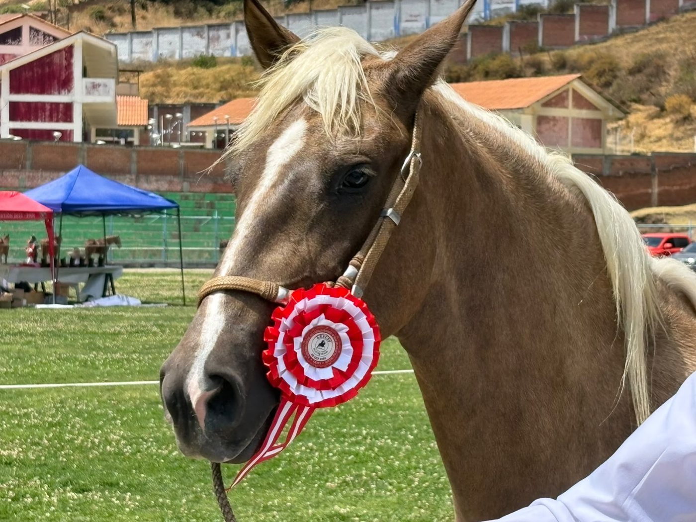 Yegua de paso con escarapela