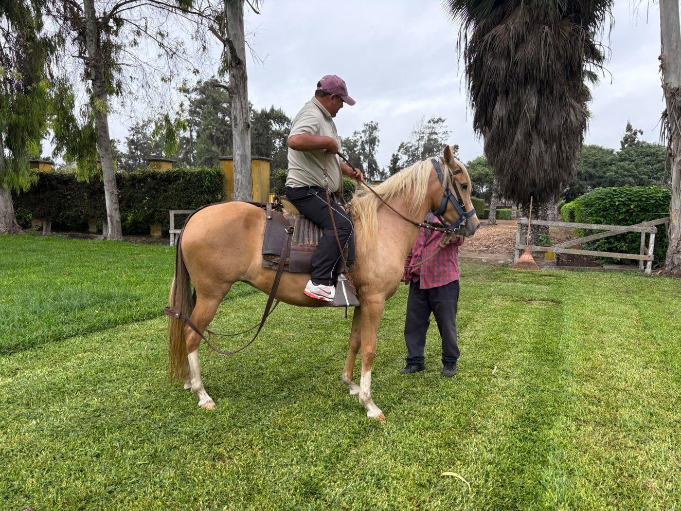 Yegua palomina MEAA - La Esperanza montada en la hacienda