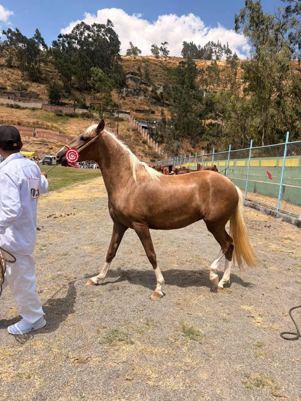 Caballo peruano de paso con escarapela en concurso