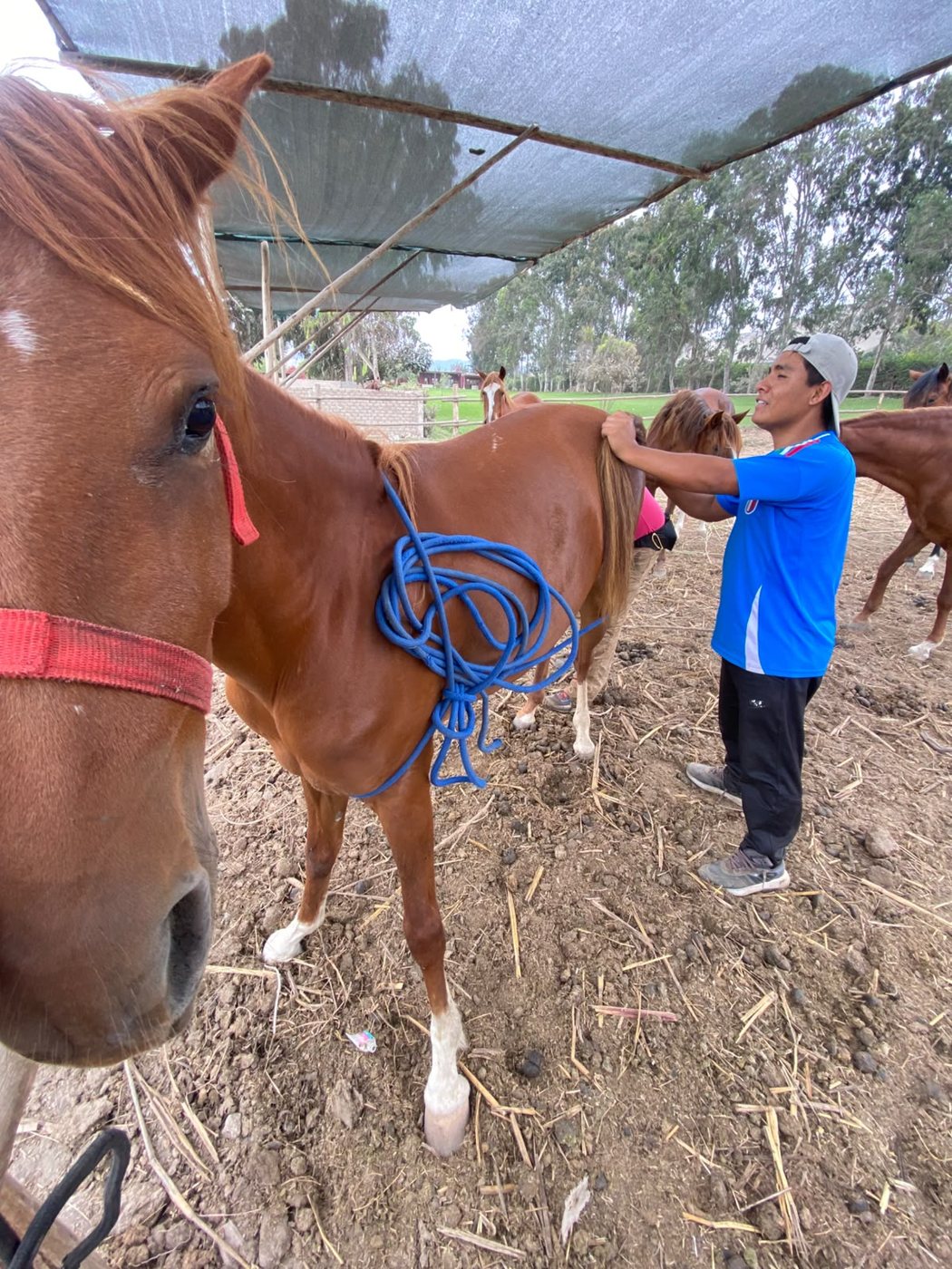 Personal de campo cuidando a los caballos en el corral de la hacienda