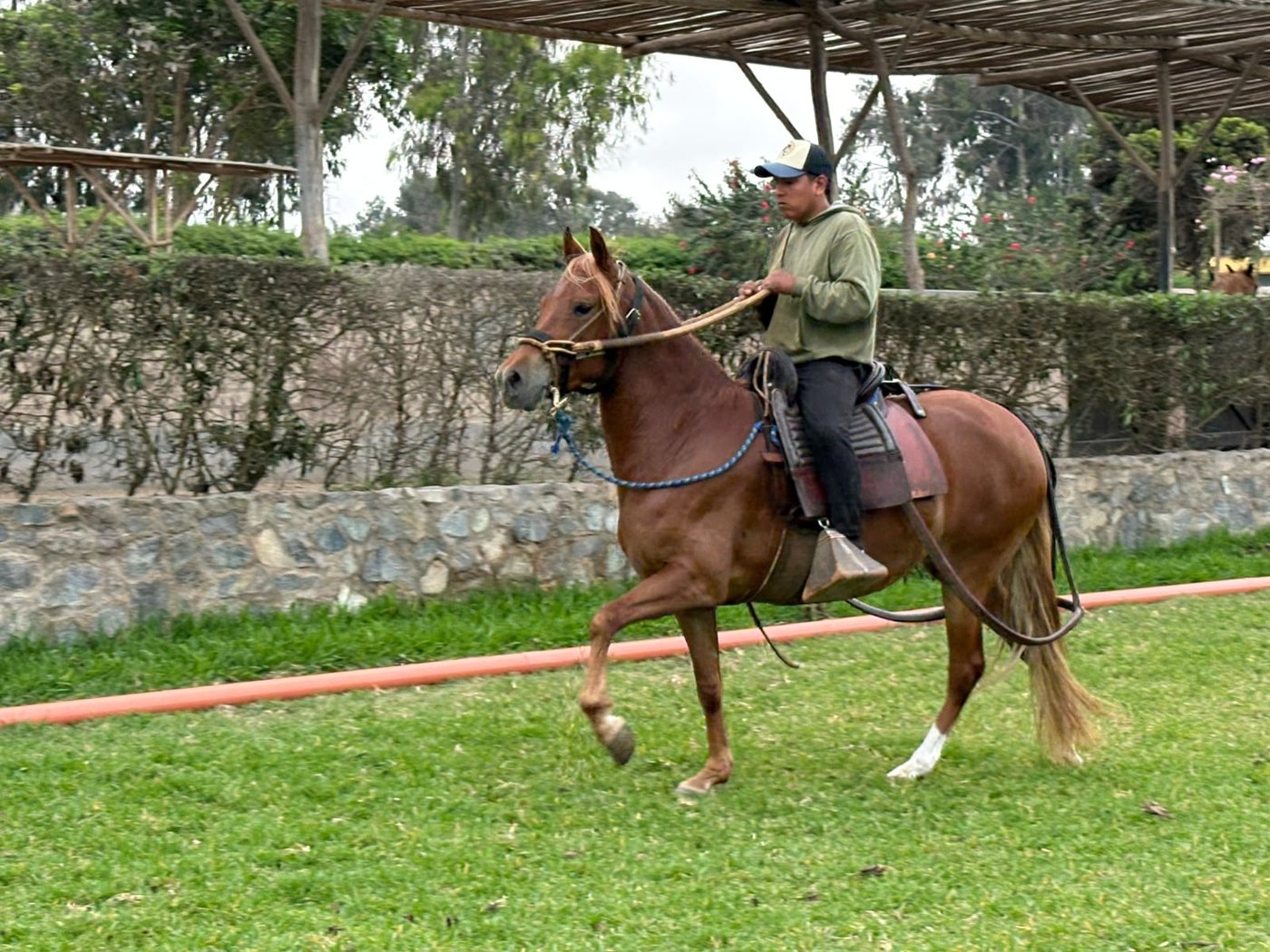 Yegua alazana KRA - Soberbia montada por el chalán