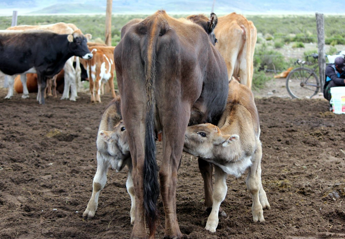 Vaca amamantando a sus dos terneros en el corral