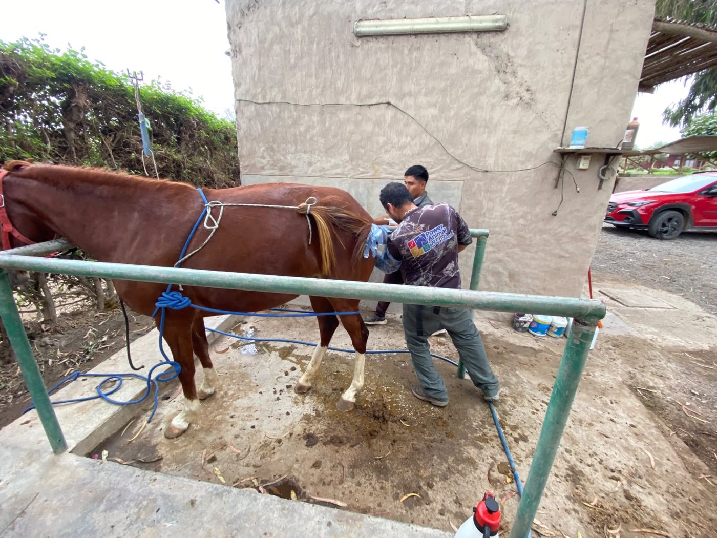 Veterinario realizando un control reproductivo a una yegua en la hacienda